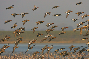 Wetland Bird Survey (WeBS) December 2022